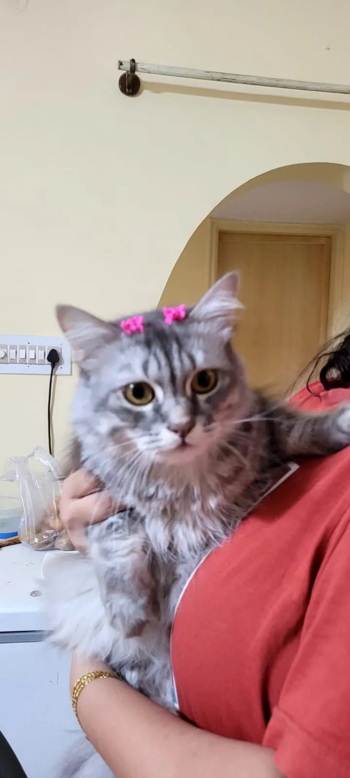 Togo, Cat