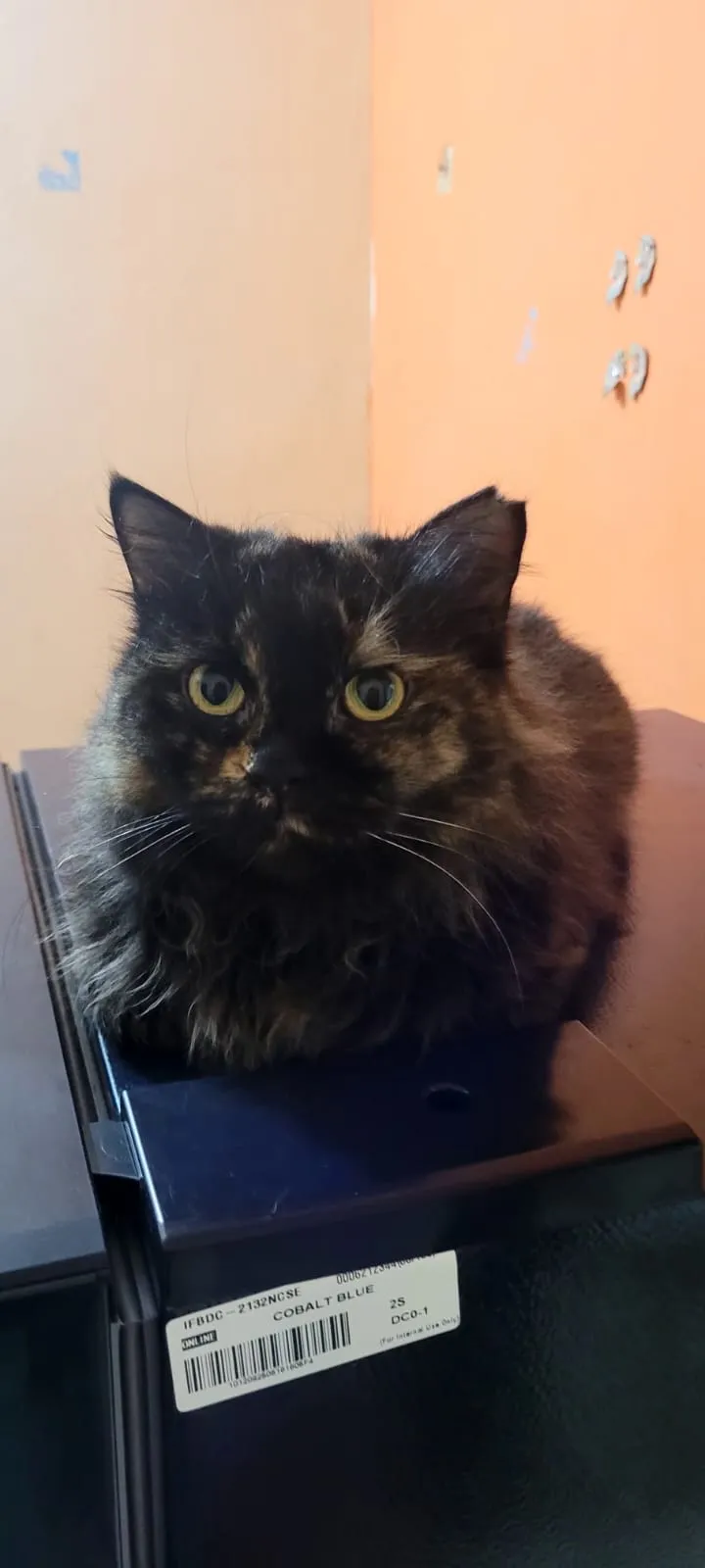 Chutki, Cat